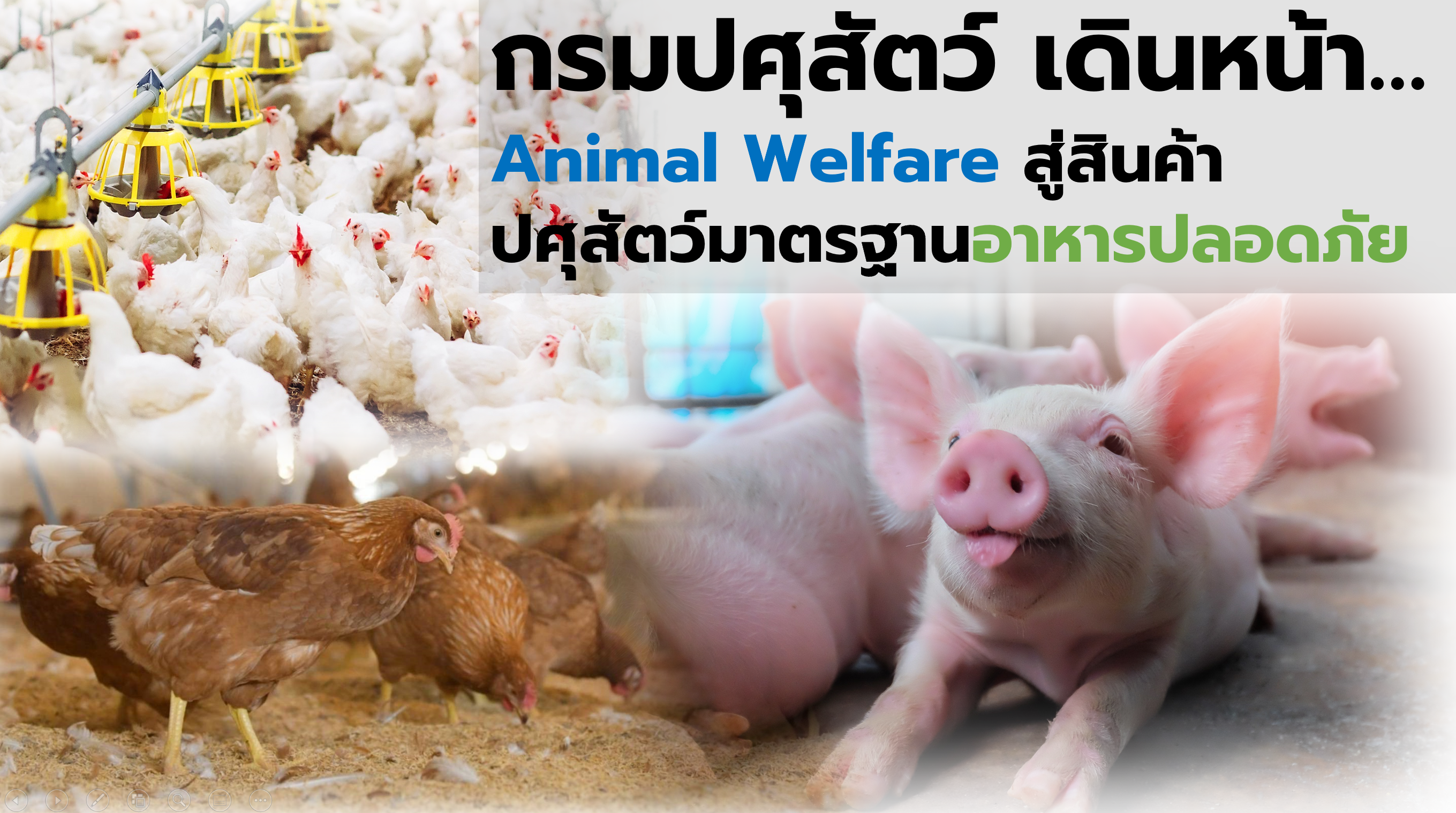 กรมปศุสัตว์ เดินหน้า Animal Welfare สู่สินค้าปศุสัตว์มาตรฐานอาหารปลอดภัย